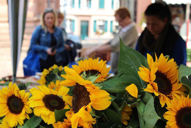 Bild "Startseite:sonnenblumen.jpg"